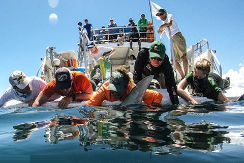 Shark Conservation